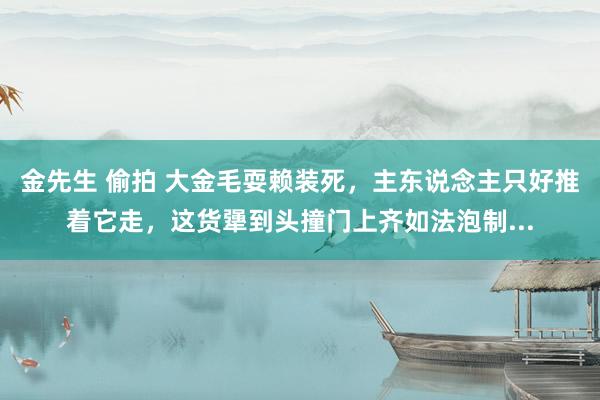 金先生 偷拍 大金毛耍赖装死，主东说念主只好推着它走，这货犟到头撞门上齐如法泡制...